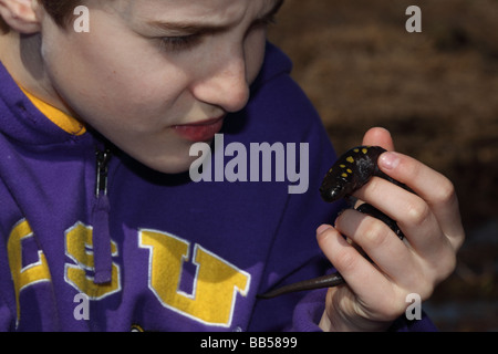 Garçon de 12 ans d'observer (la salamandre Ambystoma maculatum) New York USA - au début de la migration du printemps à l'étang des bois Banque D'Images