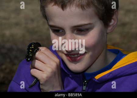 Garçon de 12 ans d'observer (la salamandre Ambystoma maculatum) New York USA - au début de la migration du printemps à l'étang des bois Banque D'Images