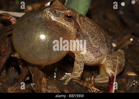 La rainette crucifère (Pseudacris crucifer) mâle appelant pour attirer des - New York - USA Banque D'Images