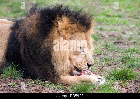 Asiatic lion Panthera leo persica Banque D'Images