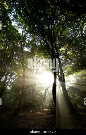 Les premiers rayons de soleil du matin en pause entre les branches d'arbres dans la New Forest Hampshire Banque D'Images
