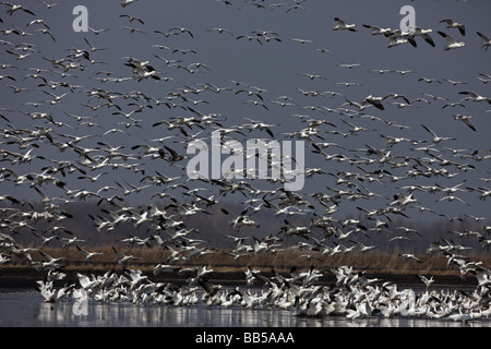 L'Oie des neiges (Chen caerulescens) NY - USA grand groupe en vol - Montezuma Wildlife Refuge Banque D'Images