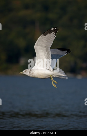 Goéland argenté (Larus argentatus) New York - Etats-Unis - Adulte décoller de lake Banque D'Images