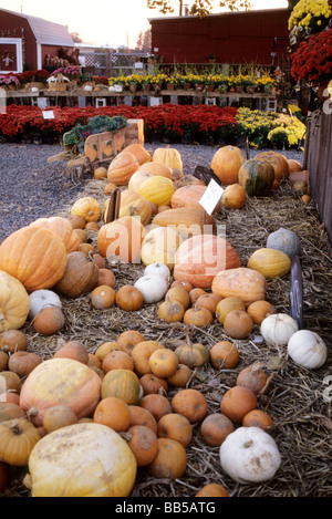 Variété de citrouilles d'automne en différentes tailles sur lit de paille Banque D'Images