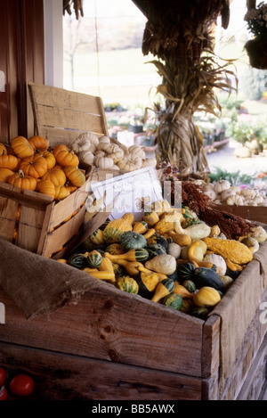 Les courges et citrouilles ornementales miniature à farm stand. Banque D'Images