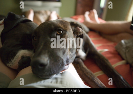 Close up de deux chiens en appui sur la jambe, portant sur lit dans la chambre, un contact visuel avec l'appareil photo Banque D'Images