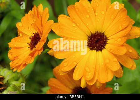 Calendula Ringelblume 16 Banque D'Images