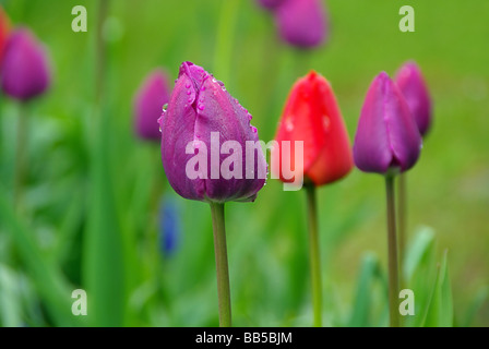 Tulpe tulip 61 Banque D'Images