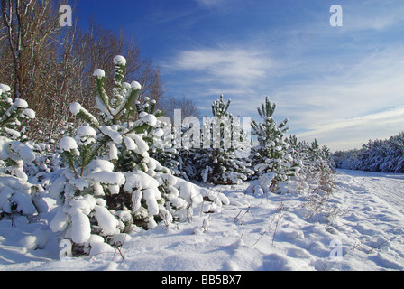 La forêt d'hiver en hiver 07 Banque D'Images