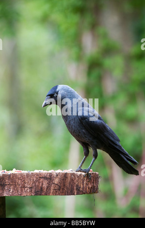 Corvus monedula. Choucas se nourrissent d'une table d'oiseaux dans un jardin anglais. UK Banque D'Images