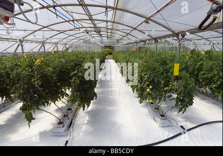 La culture hydroponique de tomates en serre Banque D'Images