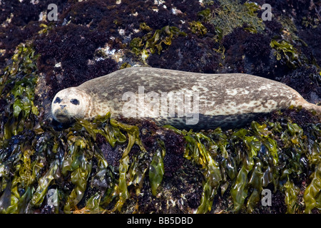 Un Phoque commun repose sur un rocher au point Pinos, Pacific Grove, en Californie. Banque D'Images