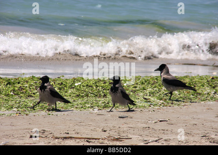 Corbeaux sur plage à Alexandrie, Egypte Banque D'Images
