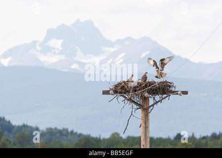 Avec un retour d'Osprey poisson pour ses poussins attendent dans leur nid avec un décor de montagnes. Banque D'Images