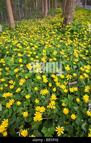 Lesser celandine Ranunculus ficaria aussi connu comme pilewort en fleurs au printemps Banque D'Images