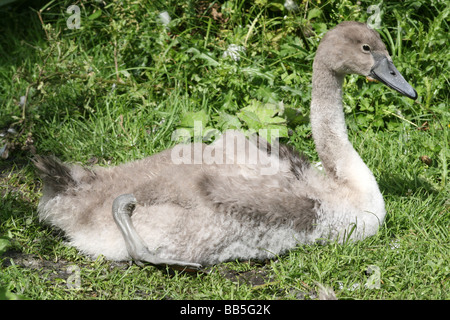 Cygne tuberculé Cygnus olor Cygnet Sitting on Grass Banque D'Images