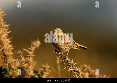 Meadow Pipit spioncelle Anthus pratensis, Banque D'Images