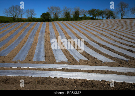 Bandes en plastique transparent couvrant les cultures à accélérer la croissance dans un champ dans le comté agriculteurs armagh irlande du nord uk Banque D'Images