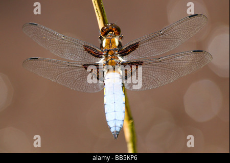 À corps large mâle Libellula depressa Chaser Banque D'Images