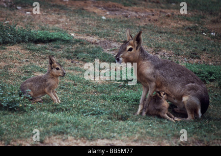 Mammifères;Mara;'Dolichotis patagonum ';femelle avec deux jeunes.une tétée de sa mère. Banque D'Images