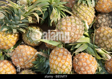 Les ananas frais sur un étal à Luang Prabang au Laos Banque D'Images