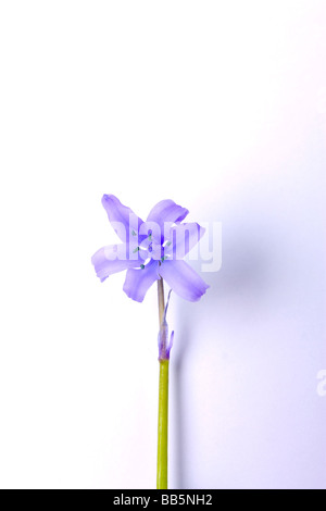 Bluebell unique flower cut out studio Banque D'Images