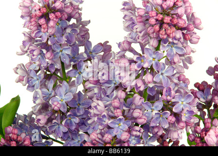 Flieder auf weiss lilas blanc sur 01 Banque D'Images