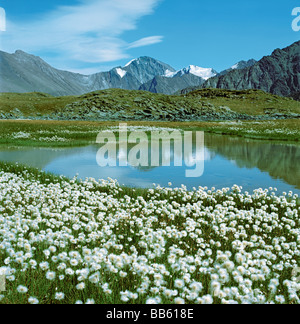 Floraison de linaigrettes à la banque d'un lac de montagne. La crête de Katun. Altaï. La Russie Banque D'Images