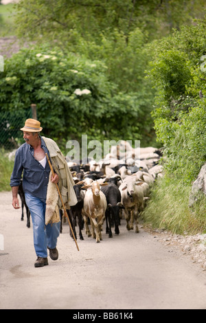 Agriculteur italien menant son troupeau de moutons accueil à la ferme pour la traite à la fin d'une journée de pâturage dans les collines de l'Ombrie Banque D'Images