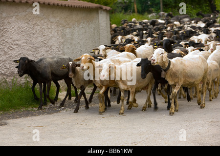 Moutons italienne menée jusqu'à la ferme pour la traite après une journée de pâture sur les collines de l'Ombrie Banque D'Images