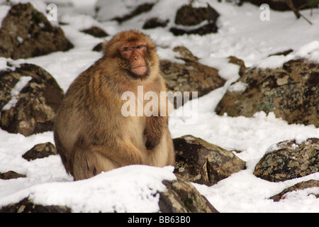 Singe de barbarie sauvage (singe) margot dans la neige dans une forêt de cèdres à Azrou dans le Moyen Atlas, Maroc, Afrique du Nord Banque D'Images