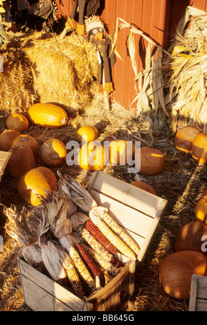 Boîte en bois avec couvercle ouvert battait et l'affichage de grandes oreilles de maïs colorés. Banque D'Images