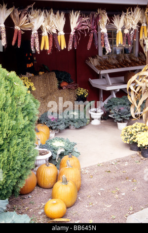 Les citrouilles et le maïs à la ferme marché. Banque D'Images