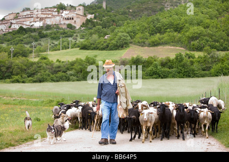 Berger menant son troupeau vers le bas contre le pâturage pour la traite au-delà de la ville ombrienne traditionnelle de Campi assisté par ses chiens. Banque D'Images