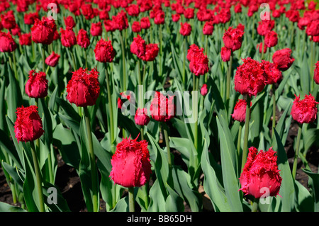 Close up of red ruffled Barbade tulipes au Festival des tulipes d'Ottawa au printemps lit de jardin Canada Banque D'Images