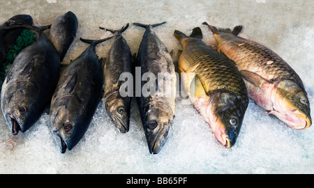 Poisson sur glace - le maquereau, le tambour et la carpe Banque D'Images