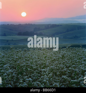 Un champ de sarrasin en fleur pendant le coucher du soleil. Les contreforts, en Sibérie. La Russie Banque D'Images