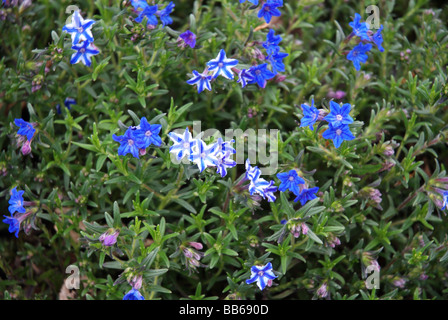 Grémil pourpre bleu céleste est un arbuste bas mat formant, trouvés dans les jardins de campagne Anglais Banque D'Images