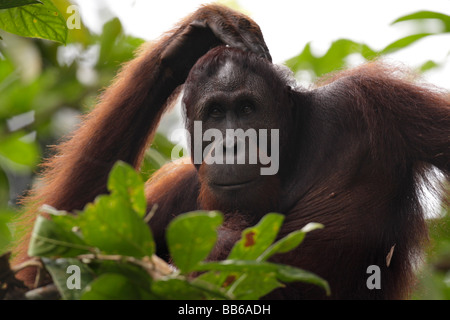 Portrait d'un orang-outan de Bornéo Rainforest Reserve Sepilok Kabili Banque D'Images