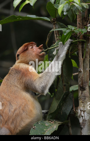 Proboscis Monkey Nasalis larvatus femelle Bornéo alimentation Banque D'Images