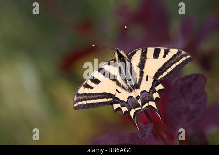 Le sud de Swallowtail butterfly avec les ailes écartées Banque D'Images