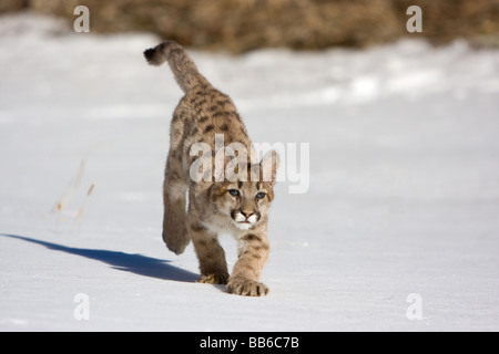 Les jeunes mountain lion, cougar, courir dans la neige Banque D'Images