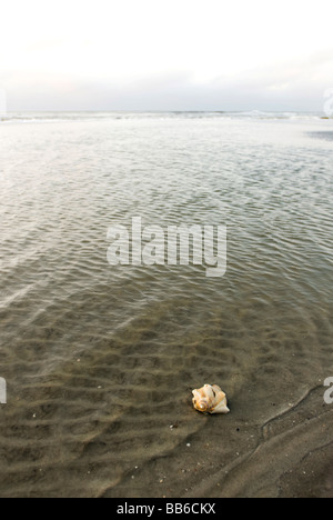 Sea Shell sur le rivage Banque D'Images