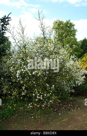 Poncirus trifoliata connu sous le nom japonais de l'orange amère ou Orange trifoliolée Banque D'Images