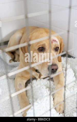 La récupération du chien dans les niches de l'EFP Banque D'Images