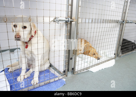 La récupération du chien dans les niches de l'EFP Banque D'Images