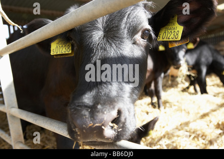 Bovins dans Grange Banque D'Images