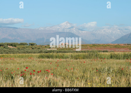 Champ de coquelicots et Atlas mountain. Banque D'Images