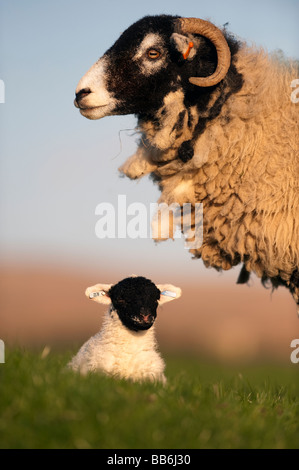 Nettoyage de brebis Swaledale un agneau nouveau-né dans la zone Cumbria Banque D'Images