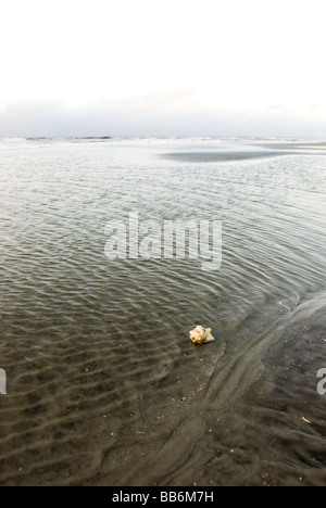 Sea Shell sur le rivage Banque D'Images